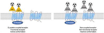Is There a Role for GPCR Agonist <mark class="highlighted">Radiotracers</mark> in PET Neuroimaging?